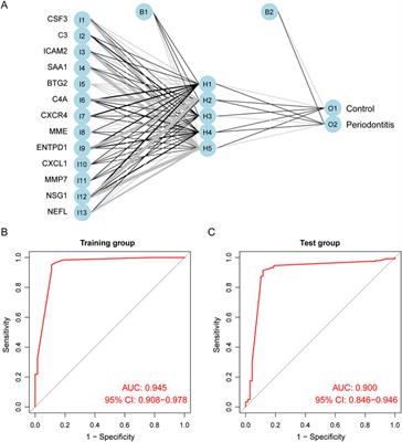 Construction of artificial neural network diagnostic model and analysis of immune infiltration for periodontitis